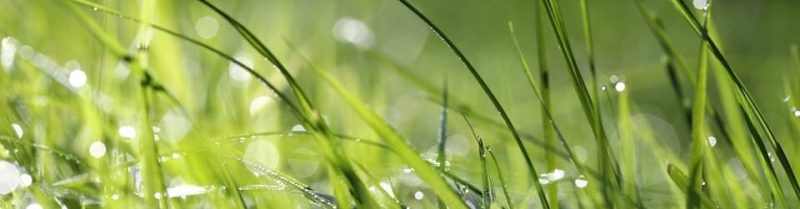 HERBES 2