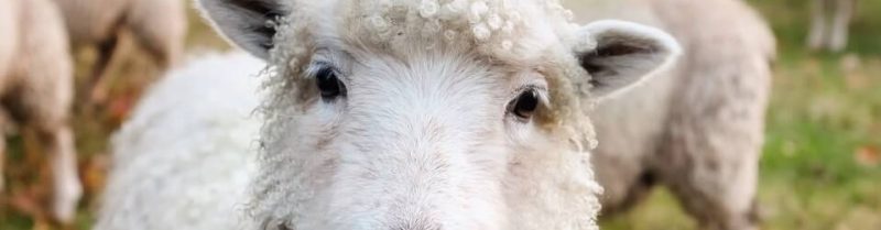 MOUTON 2