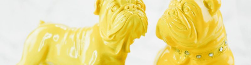 chiens jaunes 4